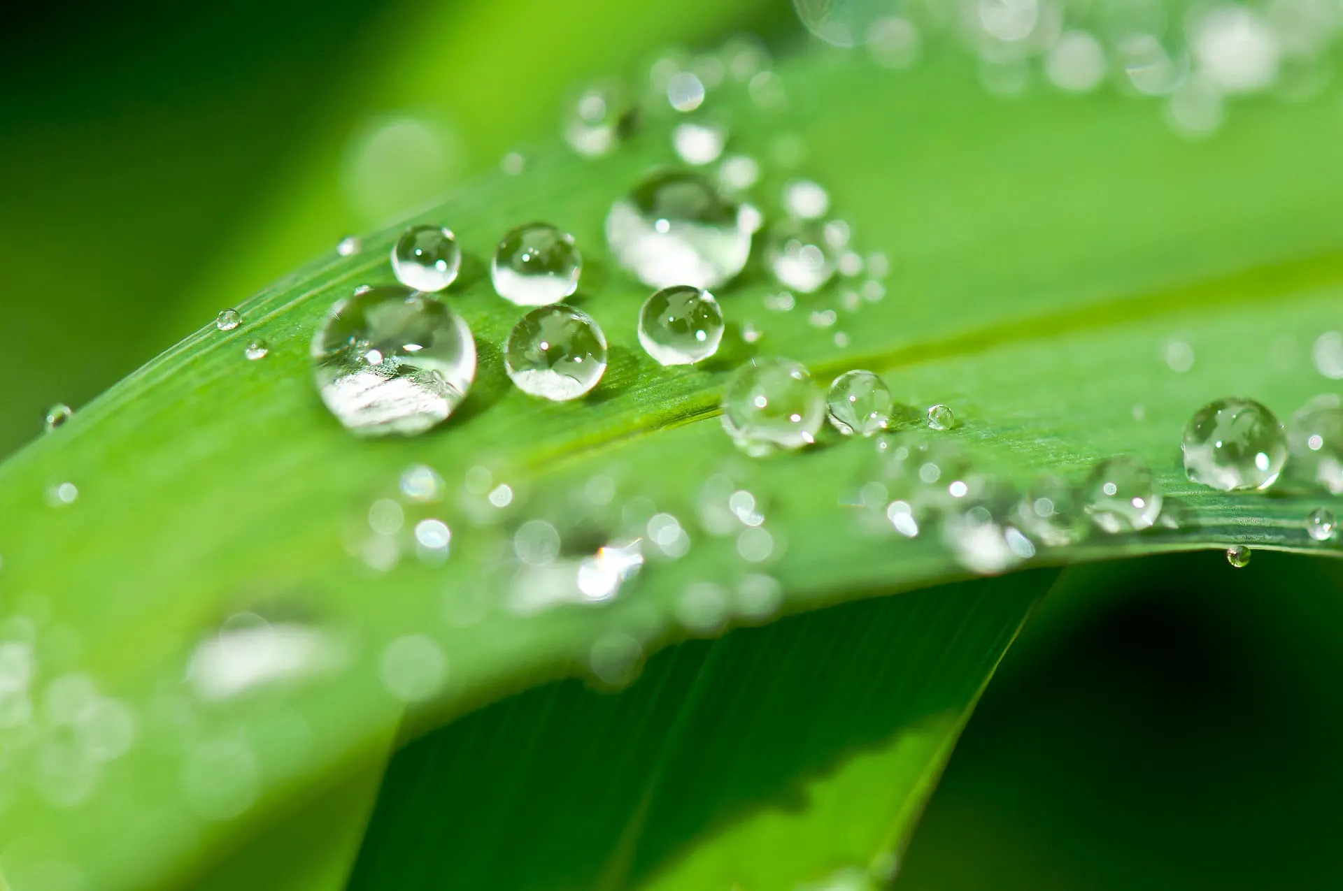 Water droplets resting on a green leaf