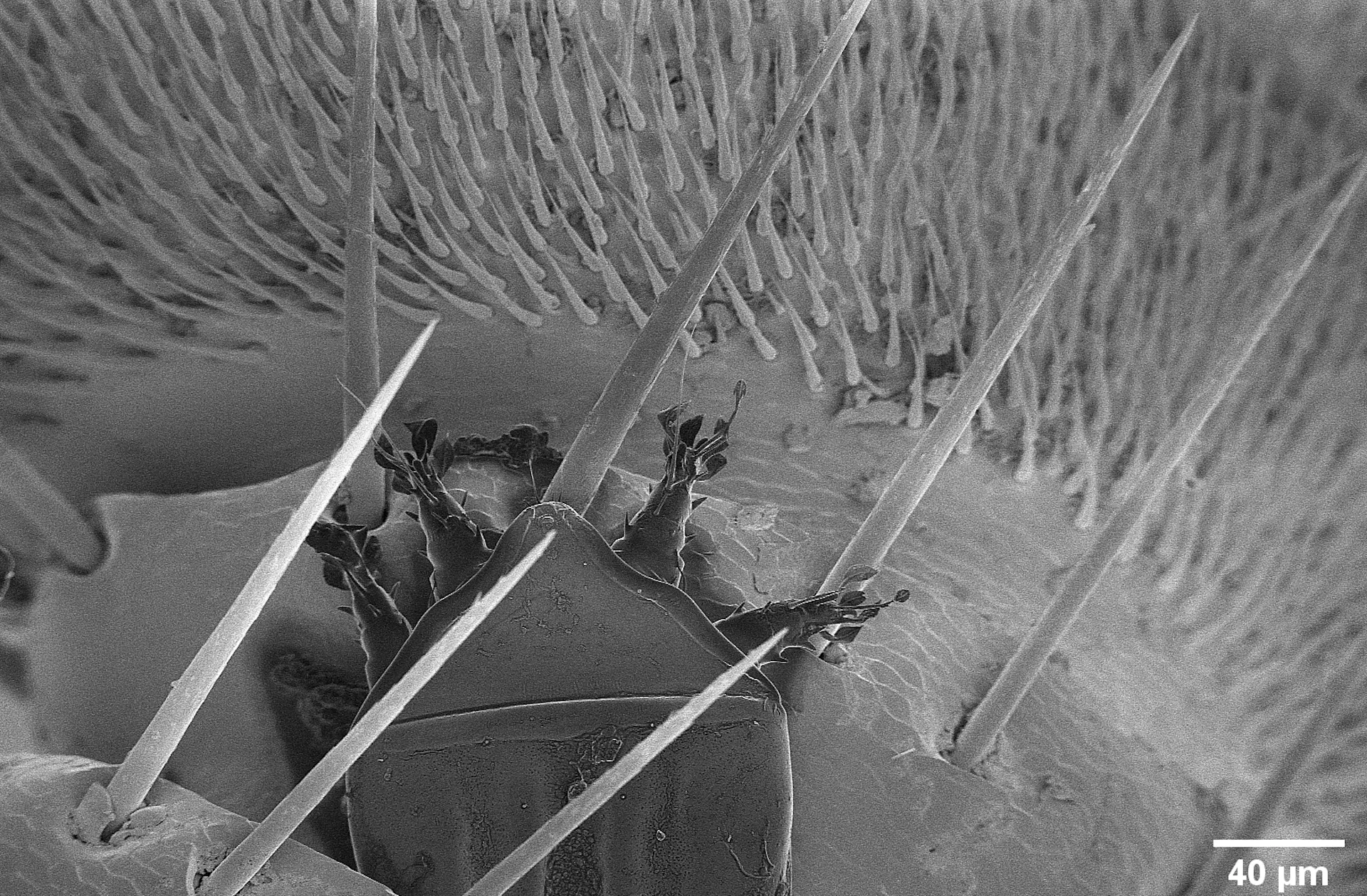 Mite on Beetle