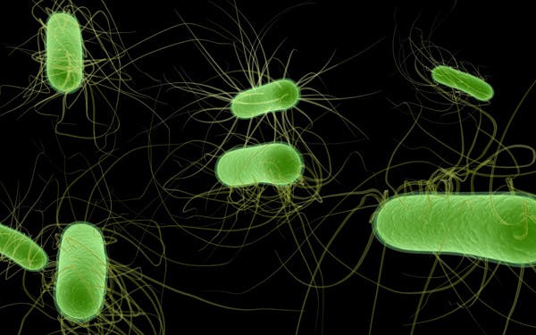What is Coliform Bacteria?