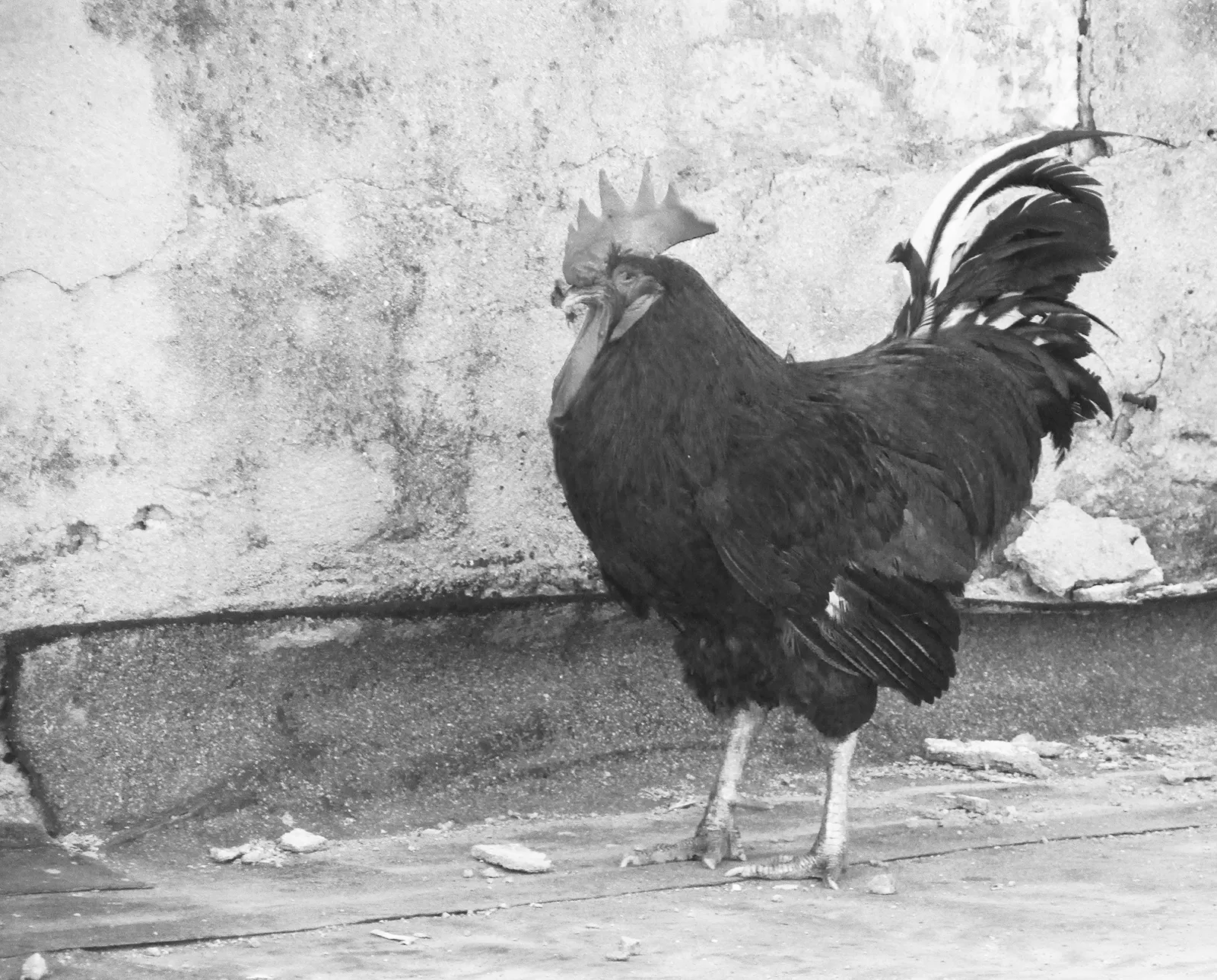 ELVIRA, MI AMOR Photo #9