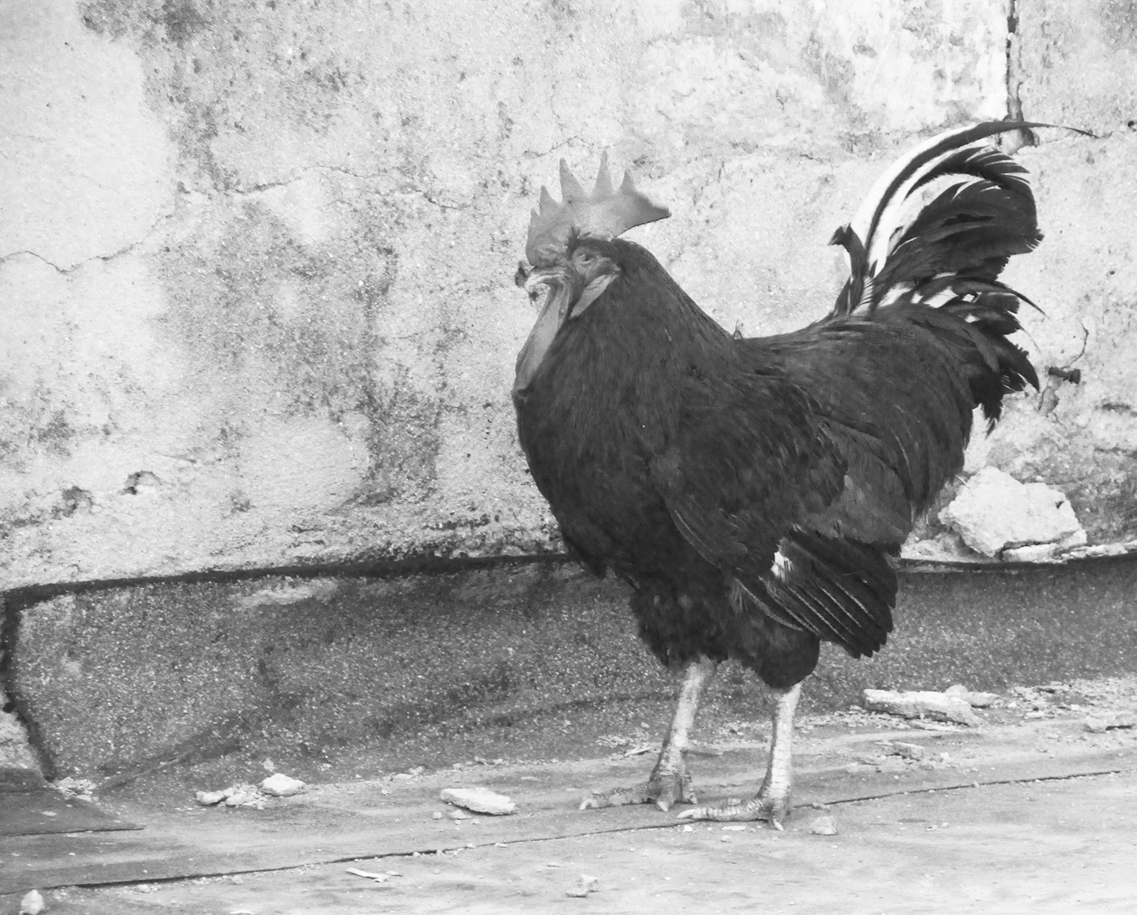 ELVIRA, MI AMOR Photo #9