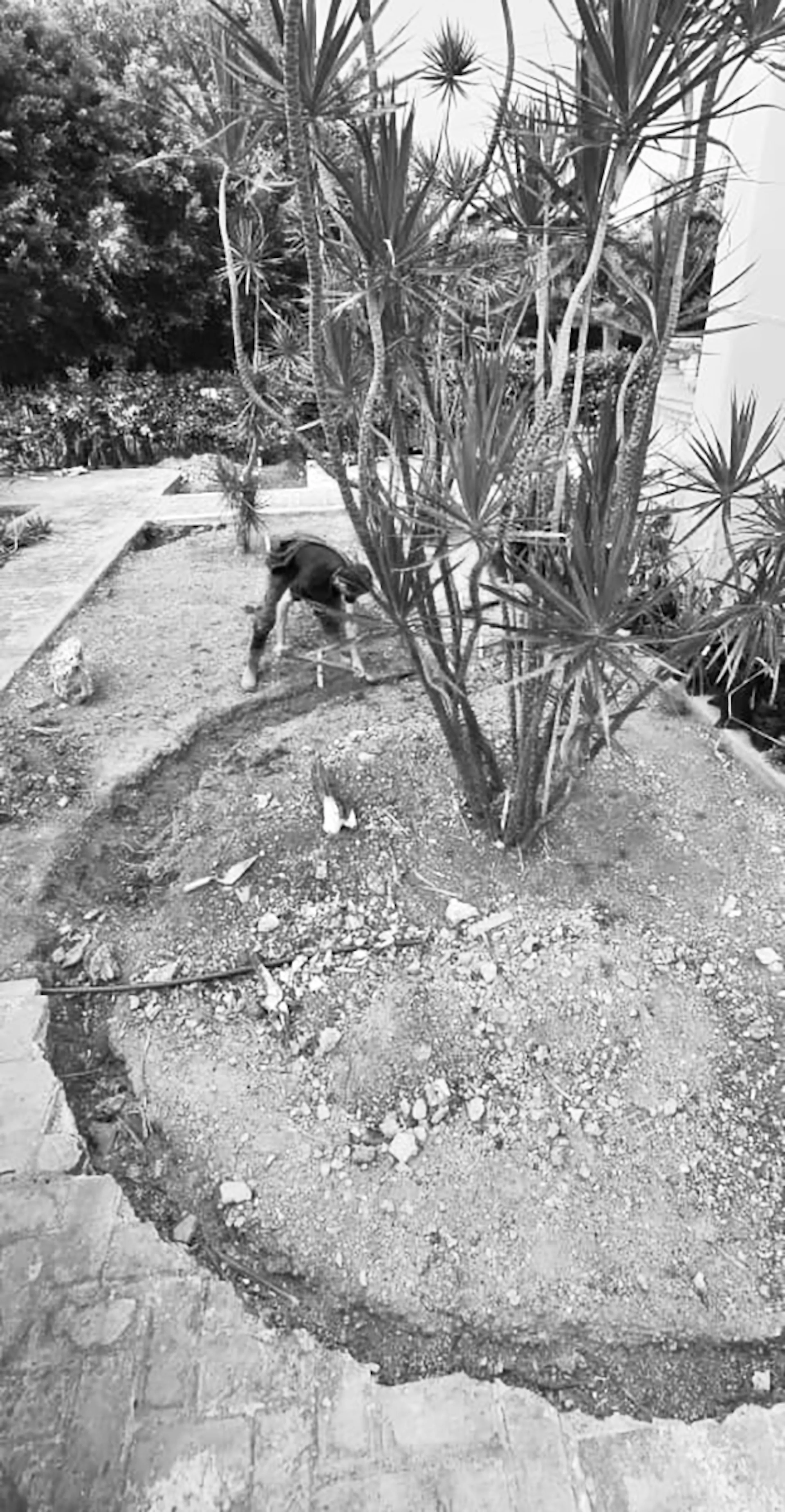 MANSION (8/11) Photo #1