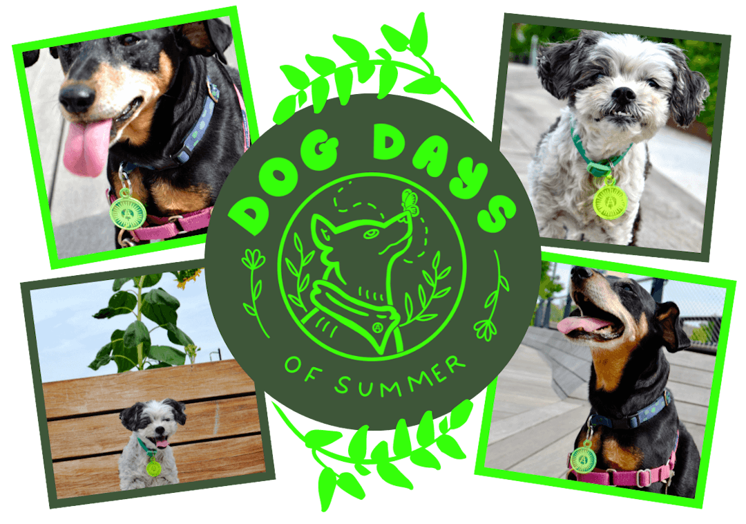 Center of image shows a logo that reads 'Dog Days of Summer' with an illustration of a dog with a butterfly on its nose in the center. Surrounding the logo are photos of two different dogs wearing neon green dog tags with the Rail Park logo on them 