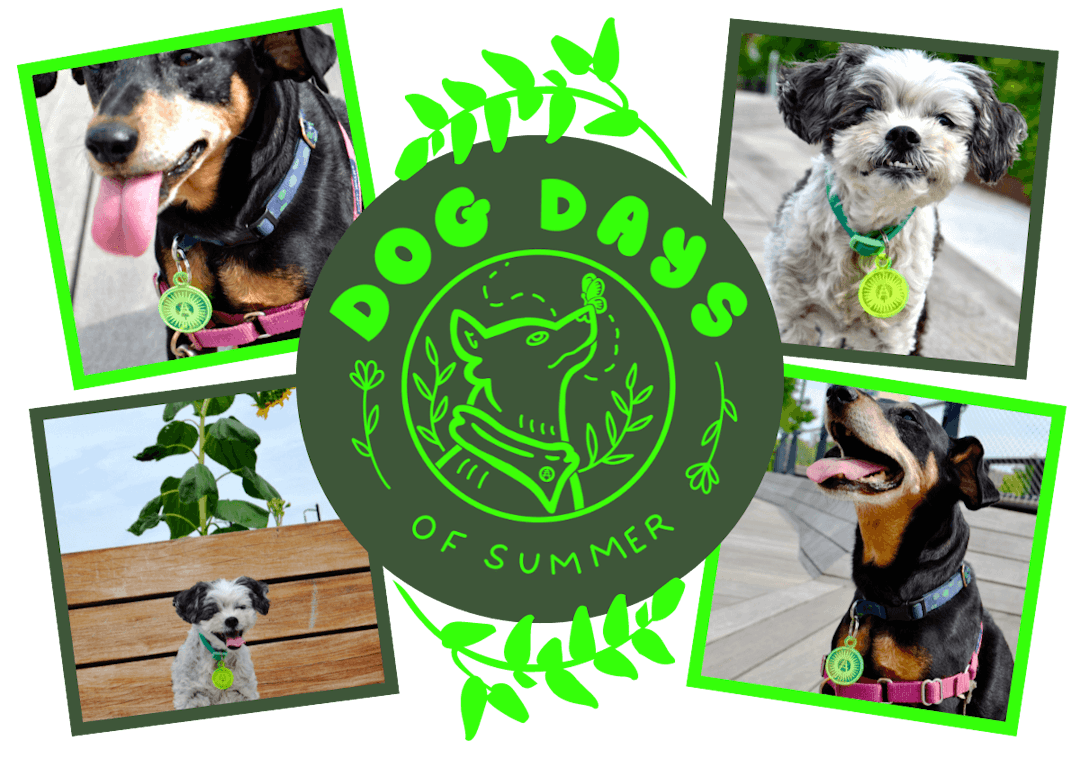 Center of image shows a logo that reads 'Dog Days of Summer' with an illustration of a dog with a butterfly on its nose in the center. Surrounding the logo are photos of two different dogs wearing neon green dog tags with the Rail Park logo on them
