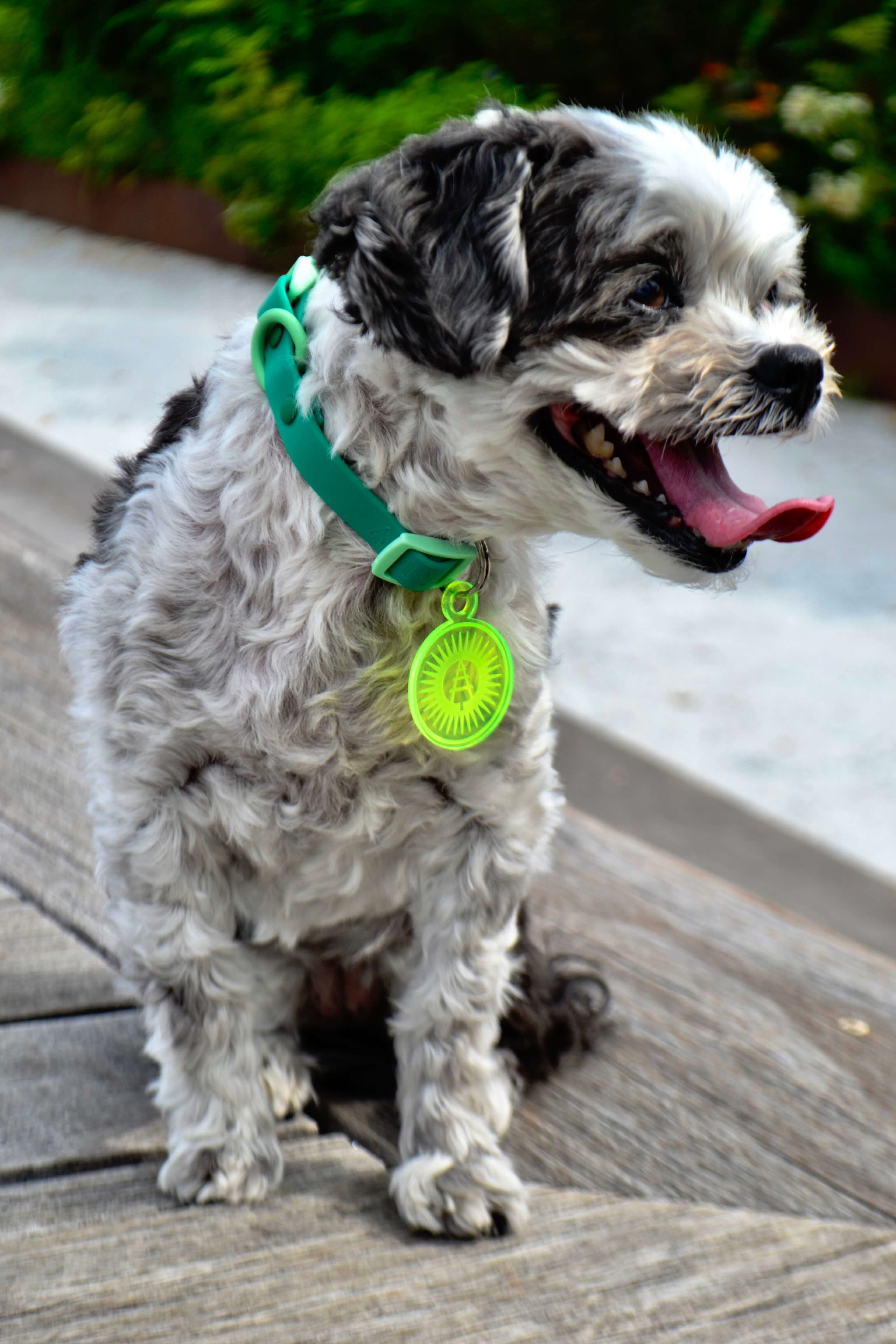 A white dog with black spots pants and is wearing a collar with a Rail Park logo dog tag