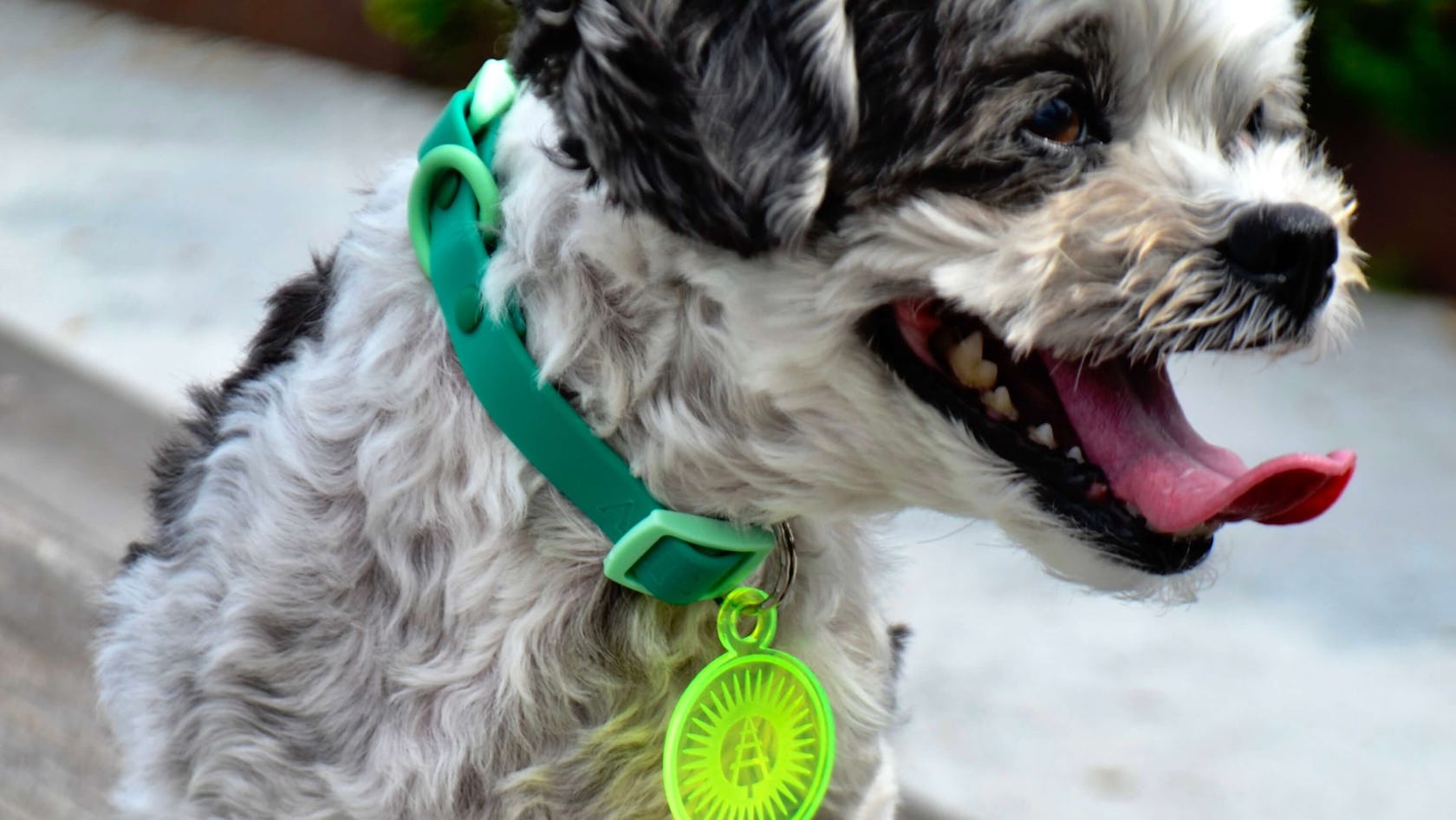 A white dog with black spots pants and is wearing a collar with a Rail Park logo dog tag