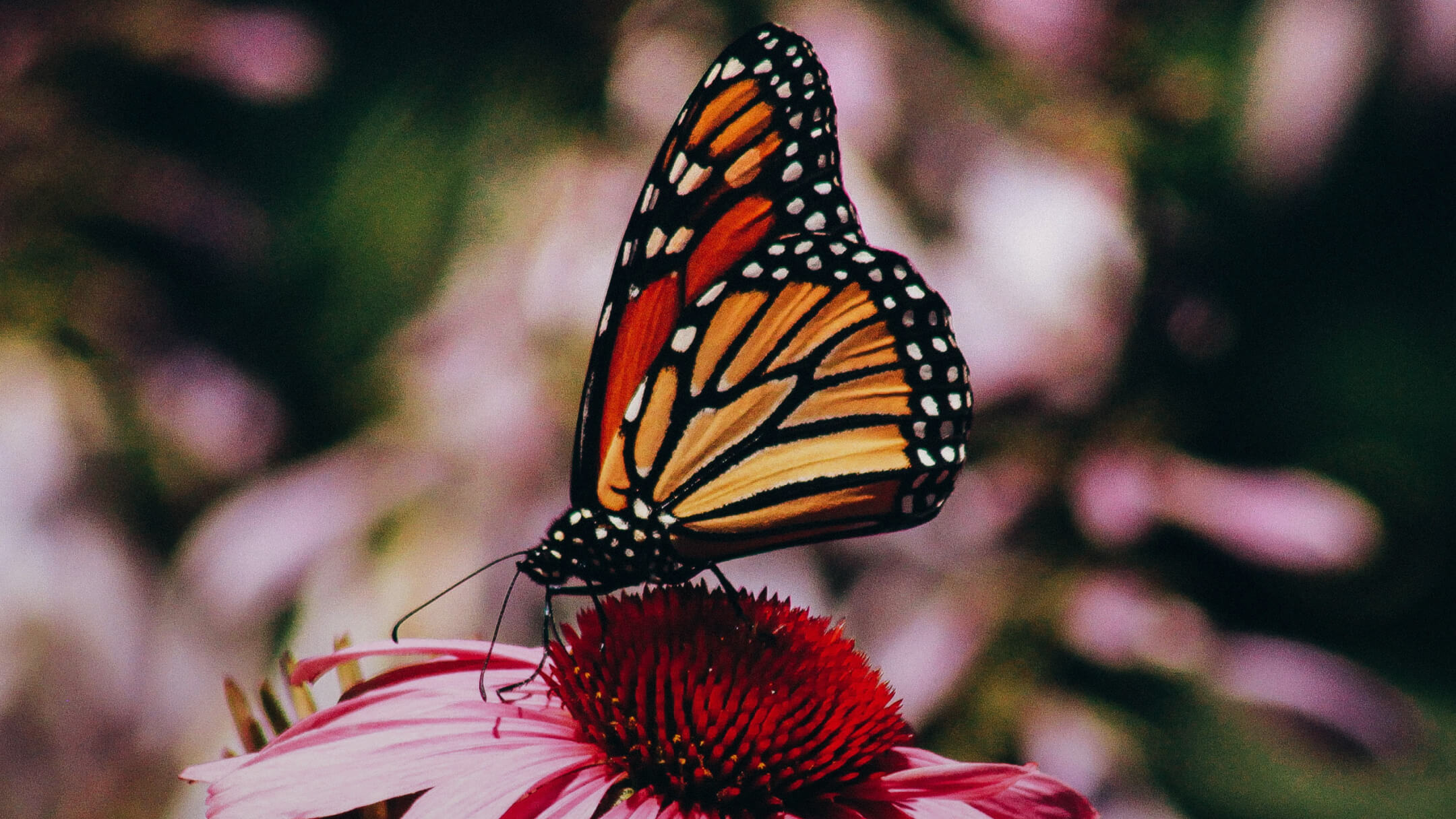 Monarch butterfly on a pink flower