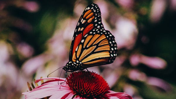 Monarch butterfly on a pink flower