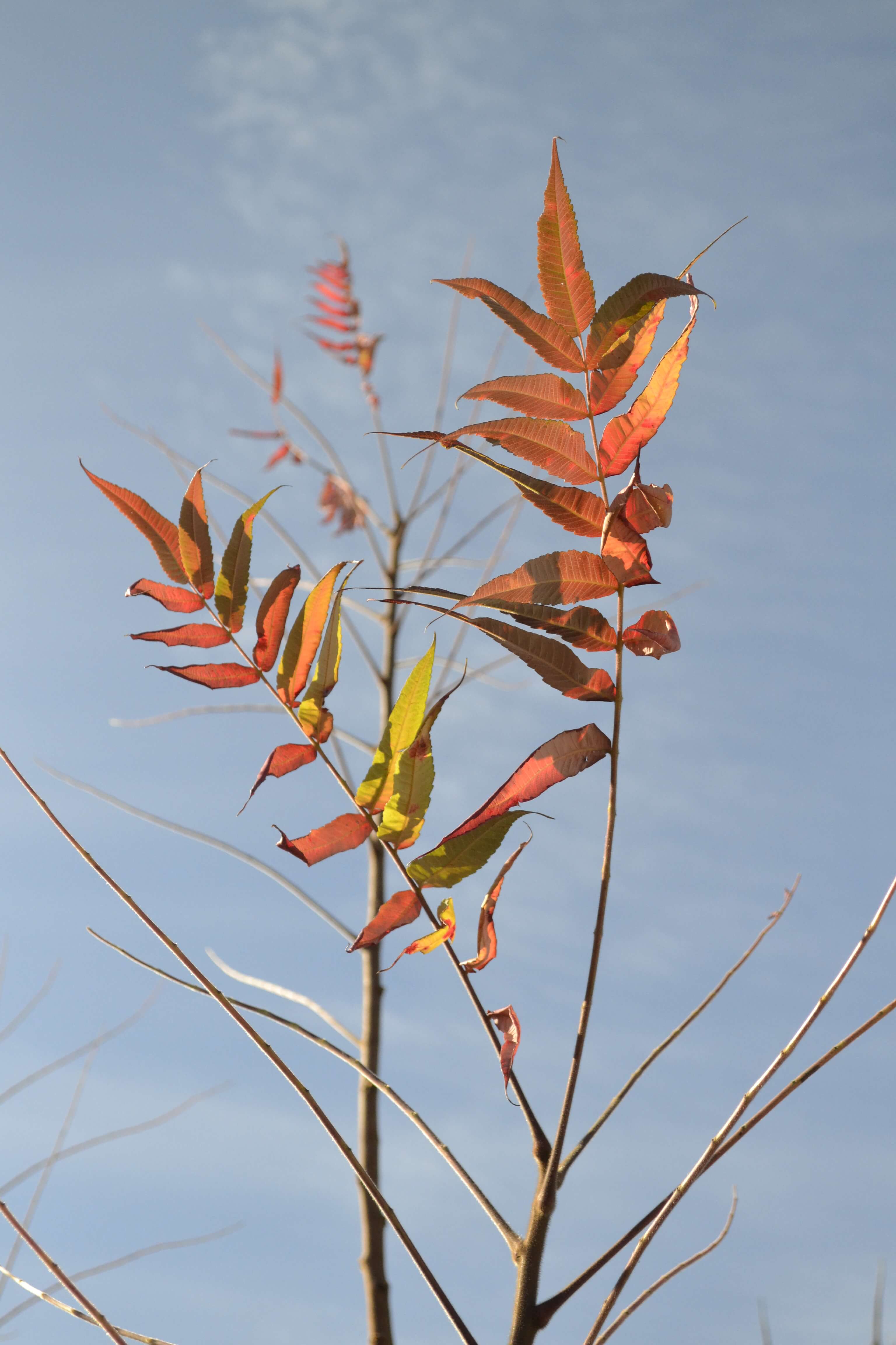 Sumac leaves in late autumn