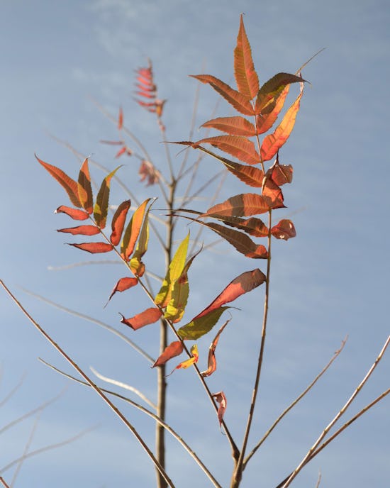 Sumac leaves in late autumn