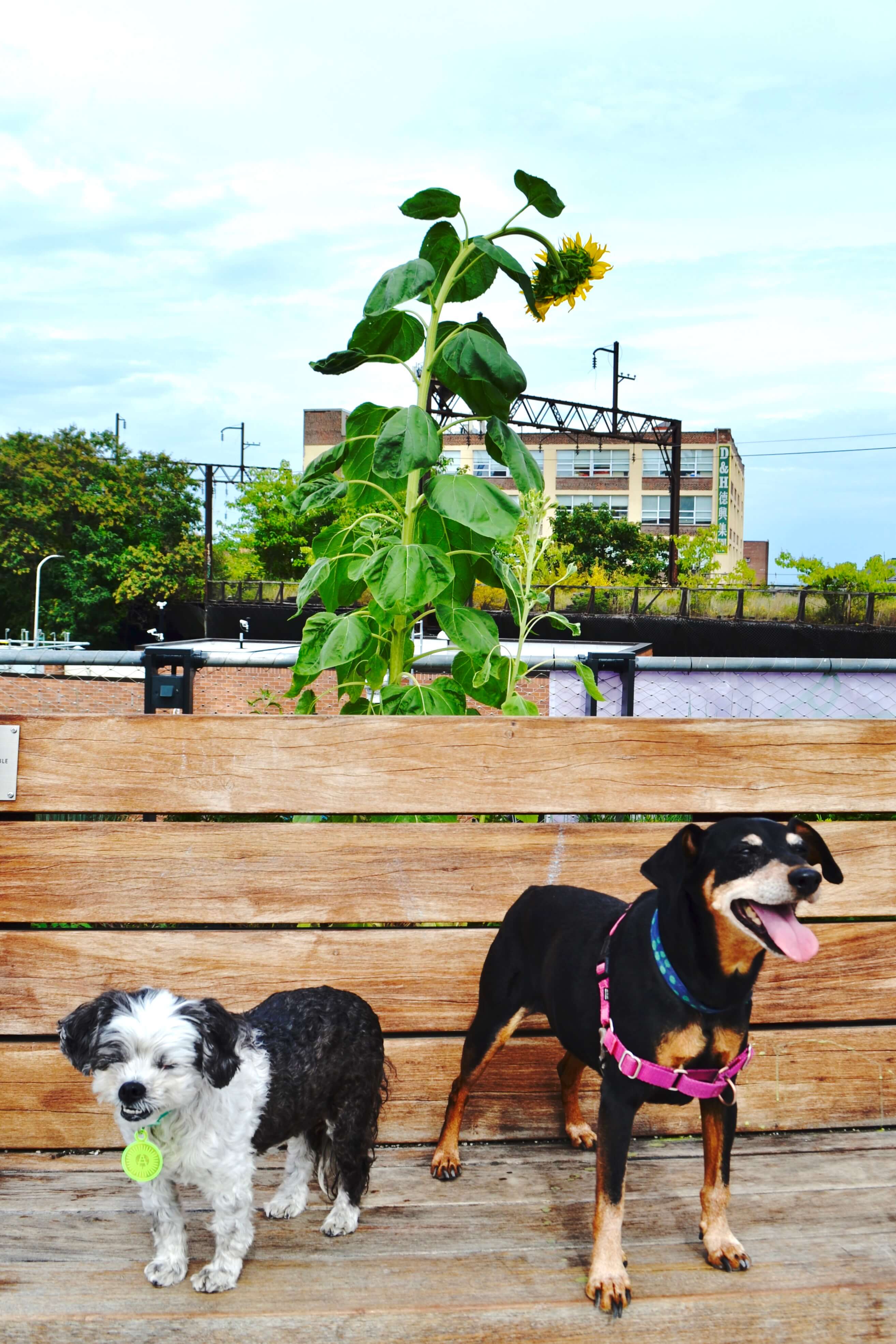 Two dogs standing on a swing at the Rail Park with a sunflower growing behind them