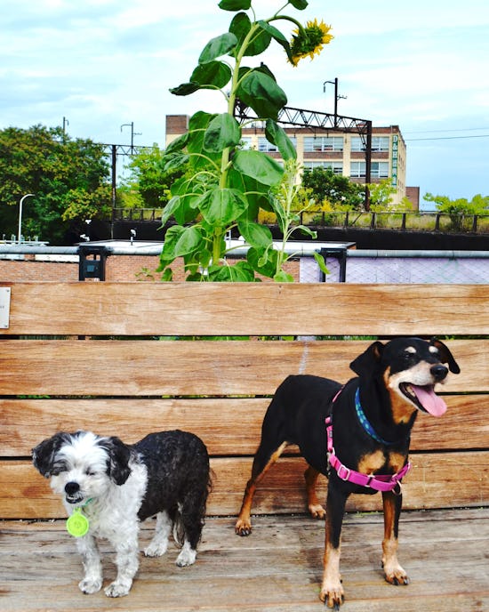 Two dogs standing on a swing at the Rail Park with a sunflower growing behind them