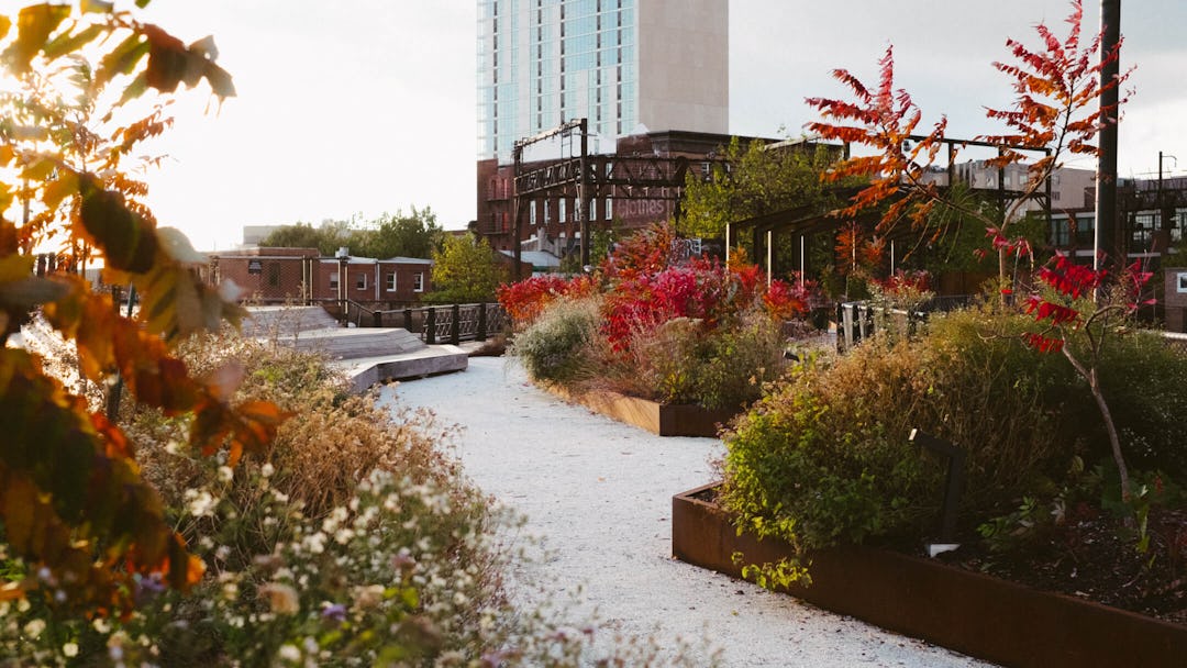 The Rail Park during the day. The white gravel path leads to wooden platform seating surrounded by plants. The sumac trees show off bright red leaves. 
