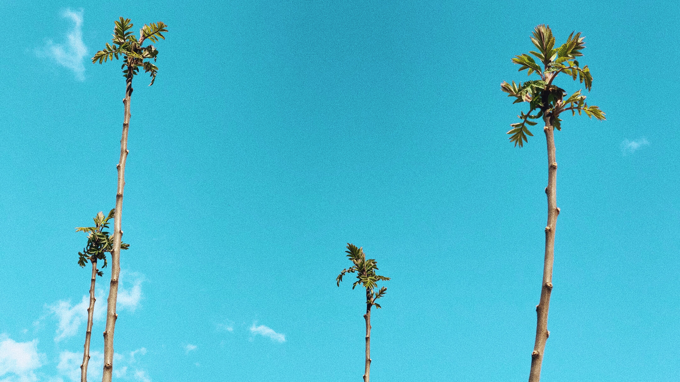 Sumac trees in the spring, resembling palm trees