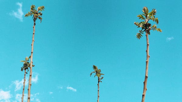 Sumac trees in the spring, resembling palm trees