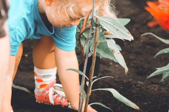 child planting a flower in dirt