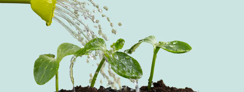 Immature plants being watered from above