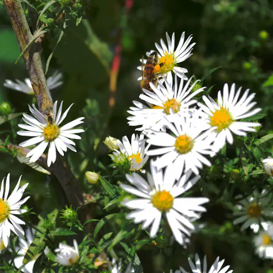 Cute aster blooms everwhere!
