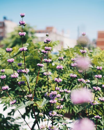 Close up image of purple flowers