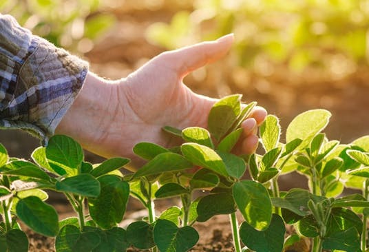 Hand holding plant