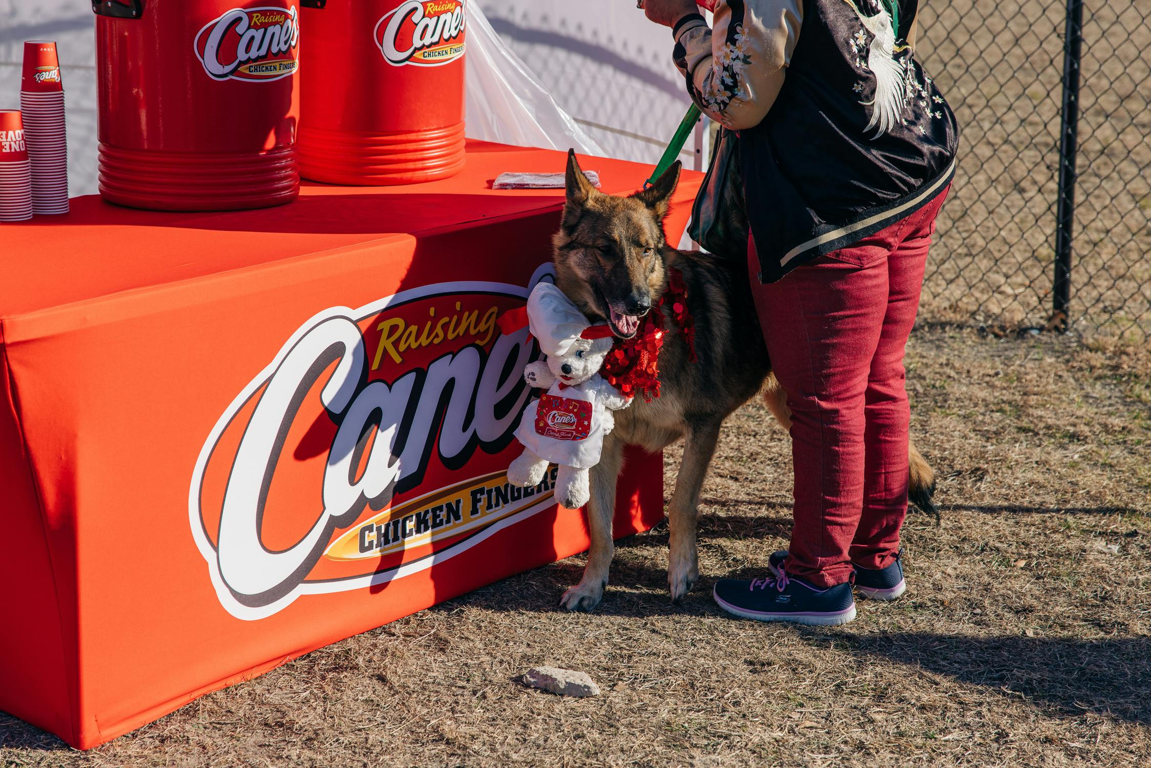 A dog at the grand opening of the Raising Cane's Dog Park
