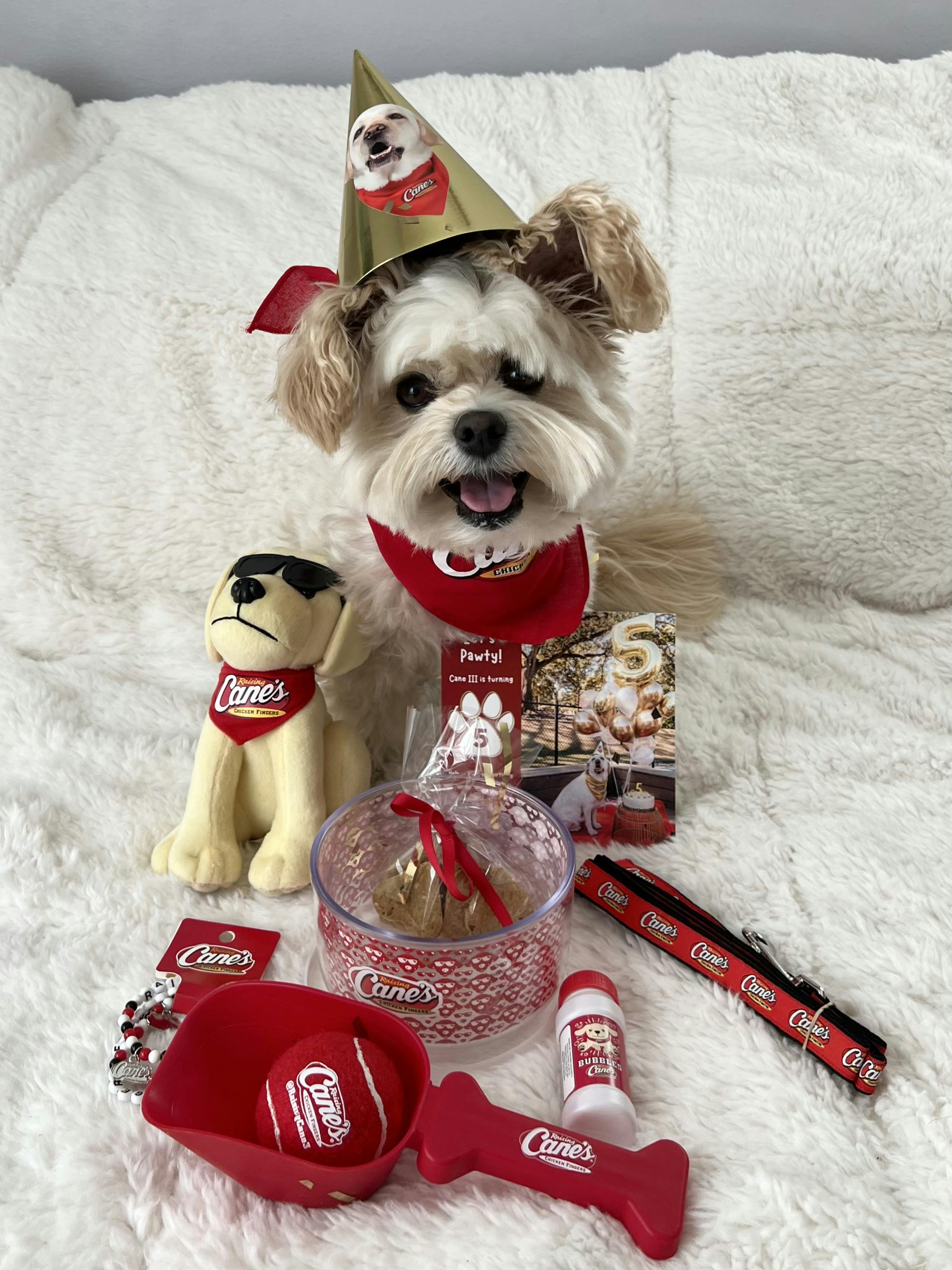 Pup dressed up in Cane's birthday hat and bandana helping Cane III celebrate her birthday