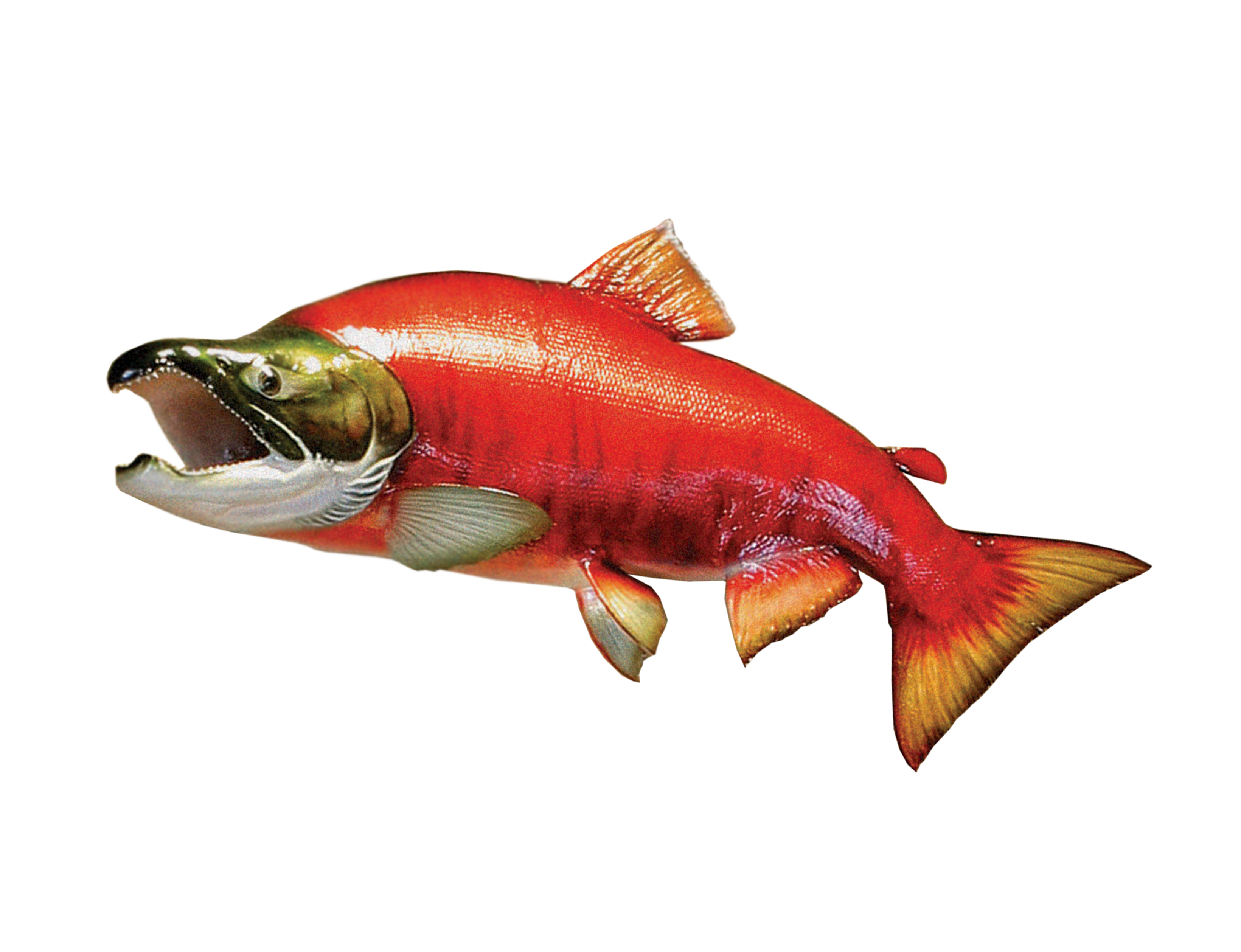 Sockeye Salmon Icon