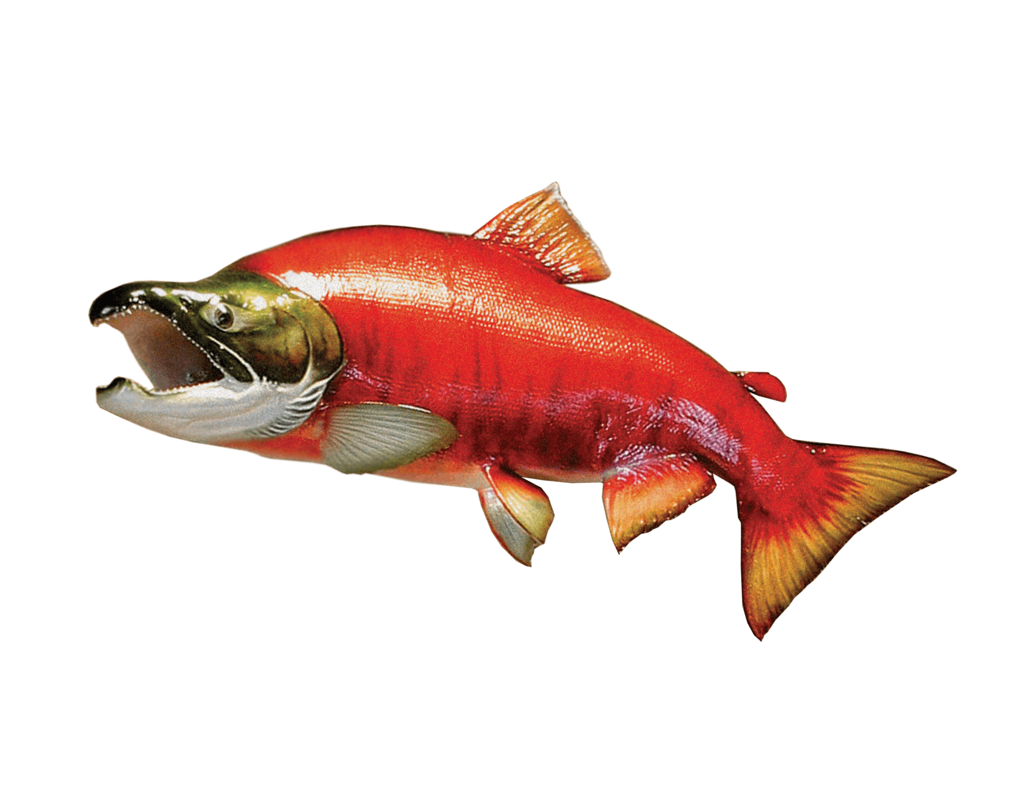Sockeye Salmon Icon