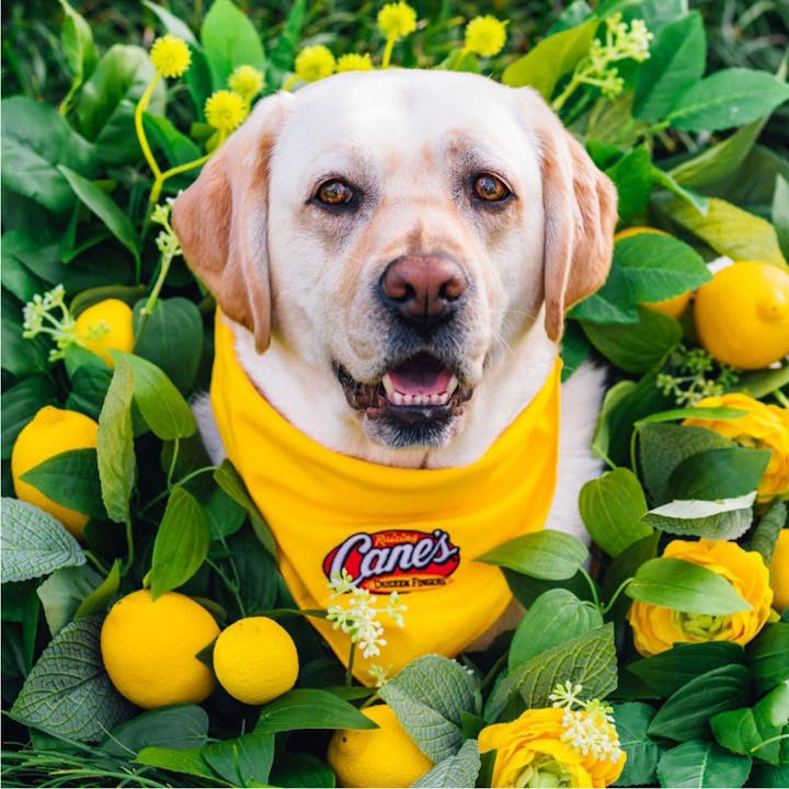 Raising Cane's Mascot