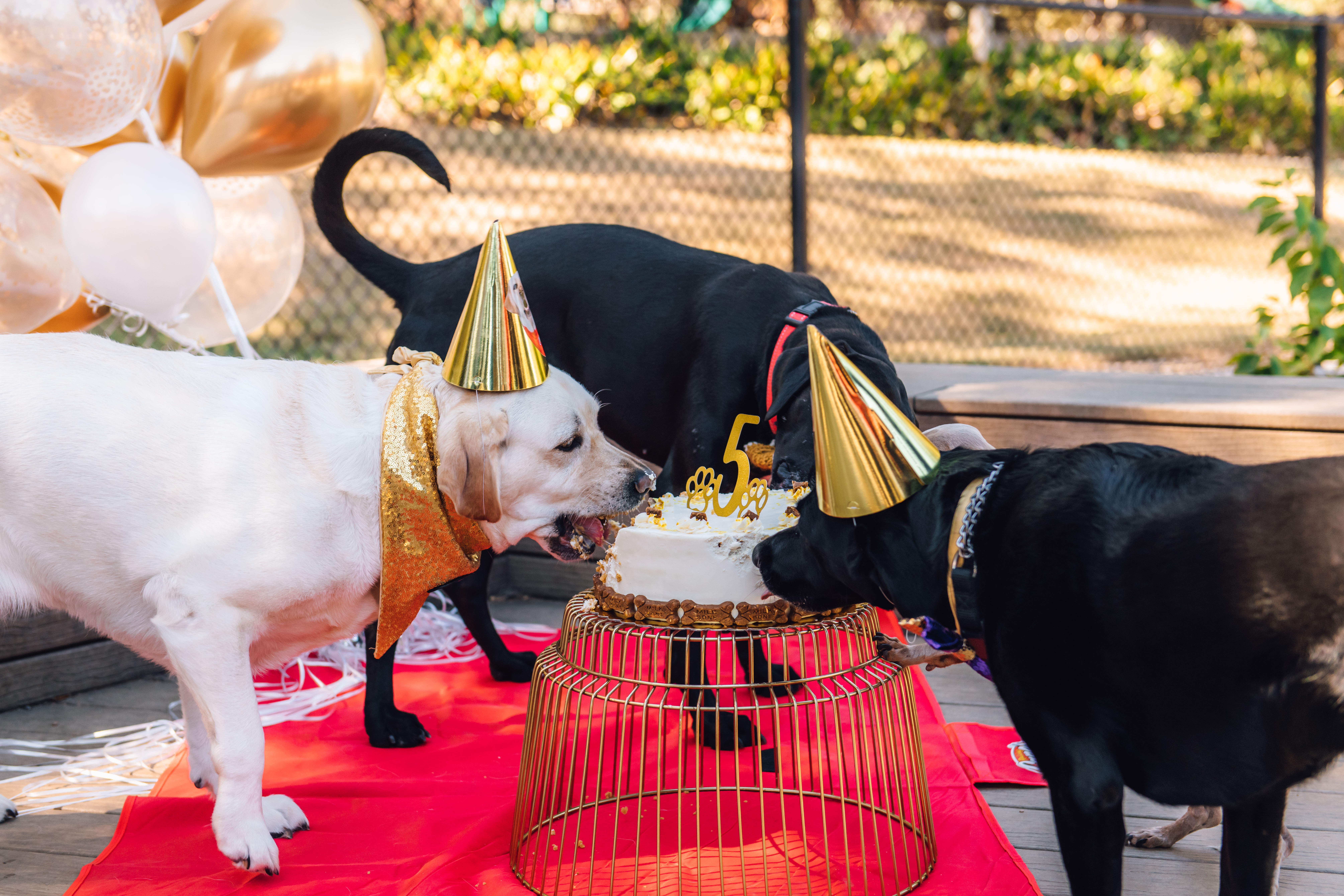 Raising Cane 3 and dog friends celebrating 5th Birthday by eating cake