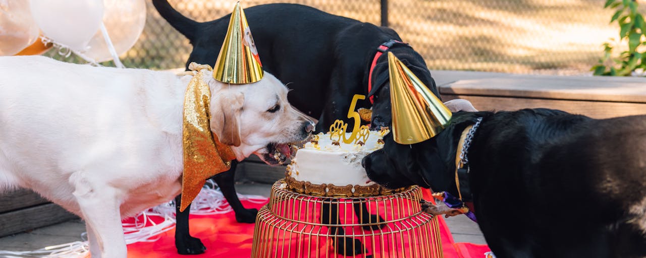 Raising Cane 3 and dog friends celebrating 5th Birthday by eating cake