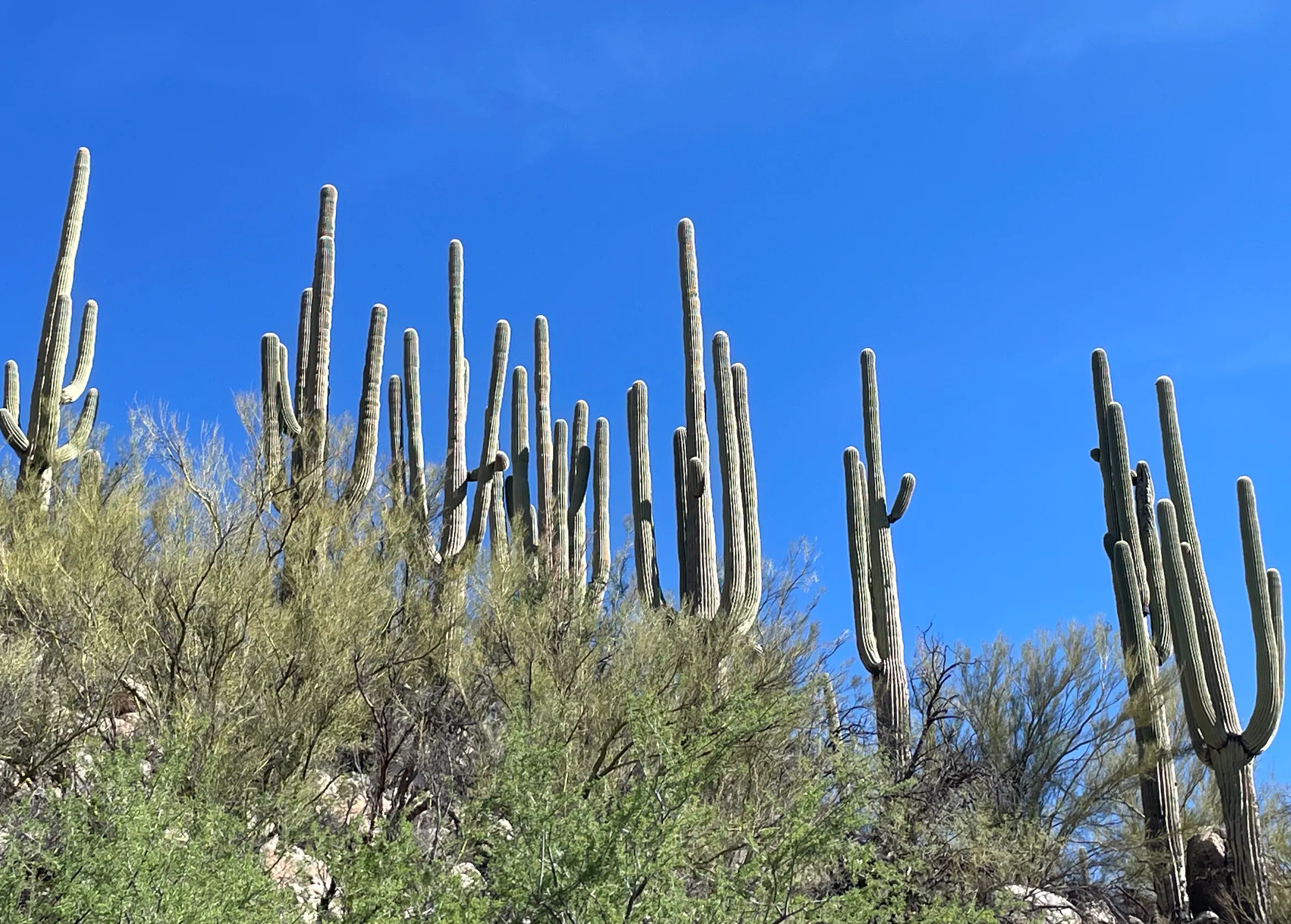 The saguaro cactus only grows in Arizona and Mexico