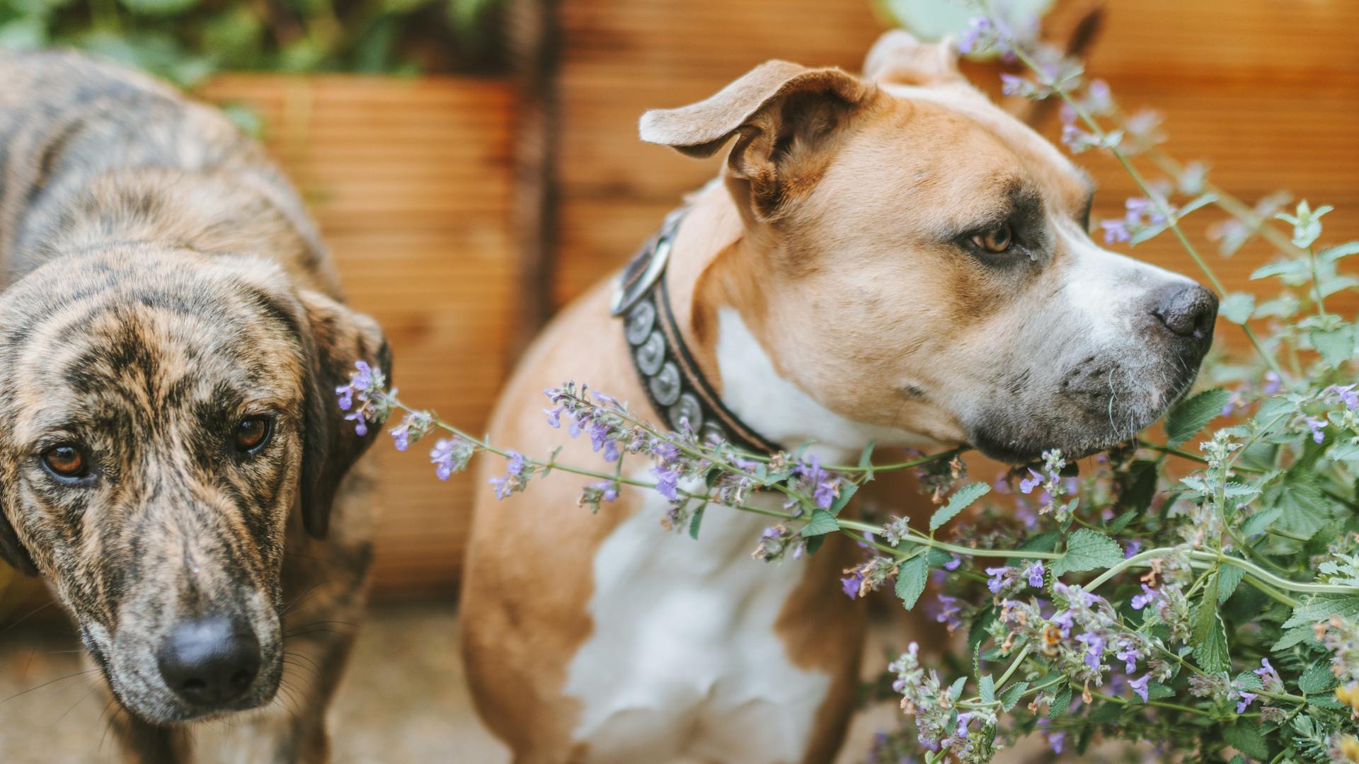 Ralphy mit Henry Ralphy mit Henry