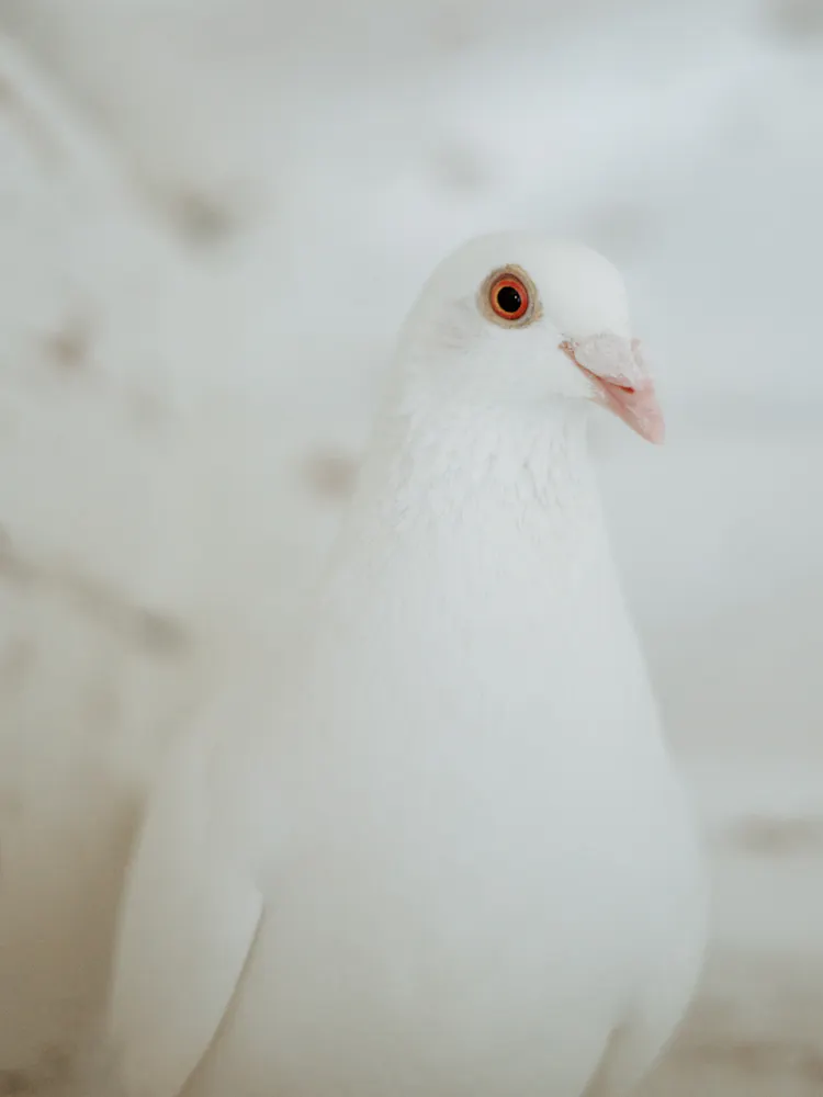 null