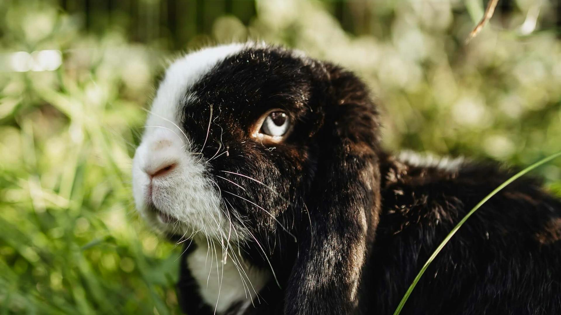 Monte im Gras Monte im Gras