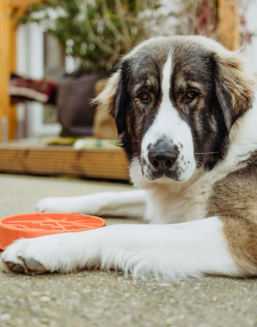 Arnold mit Napf Arnold mit Napf