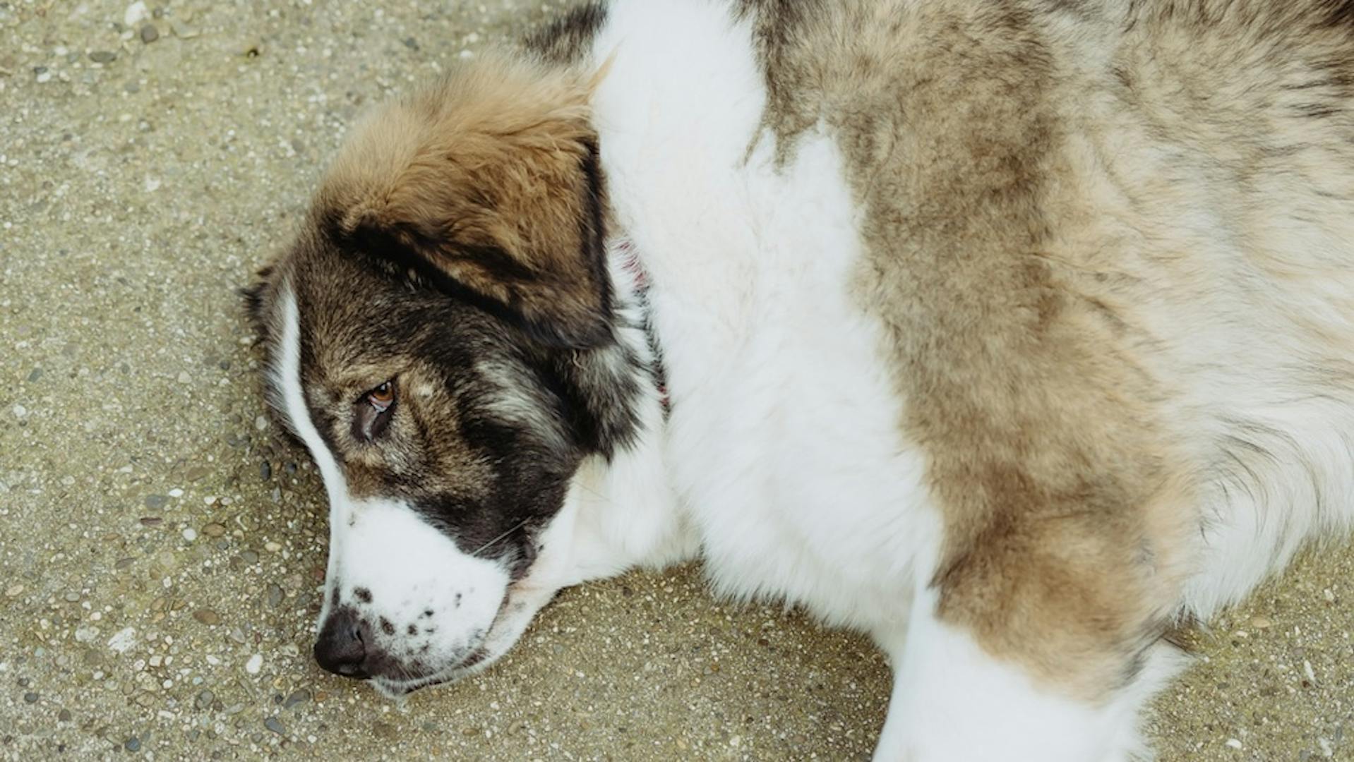 Arnold liegend Arnold liegend