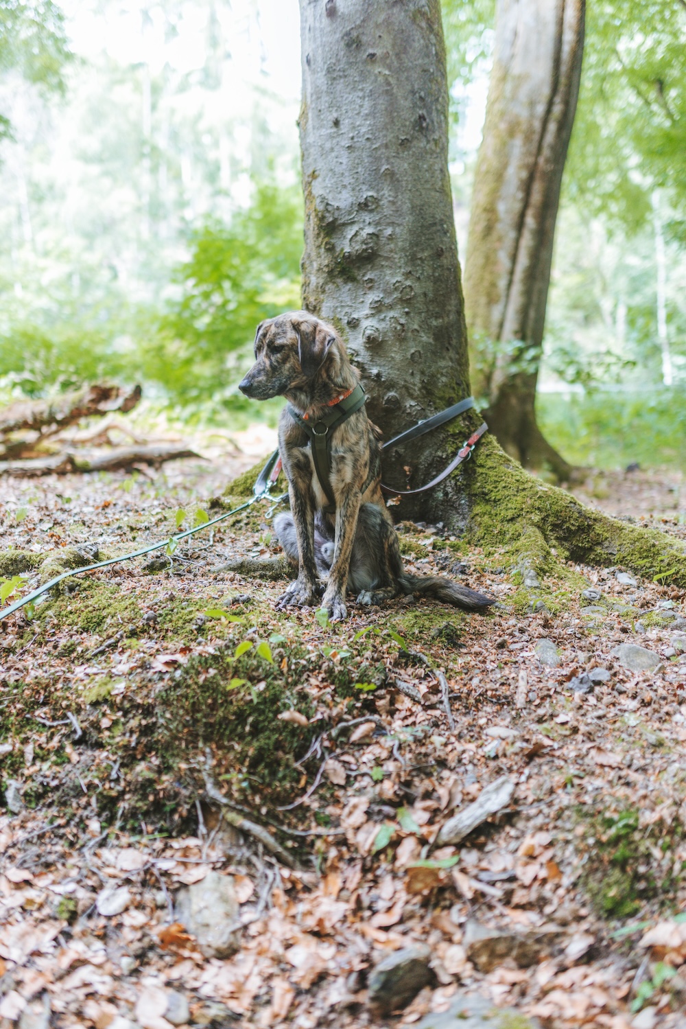 Henry im Wald