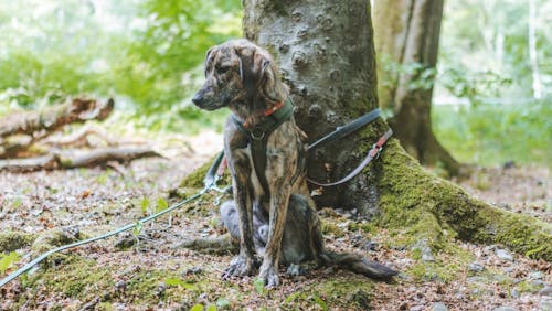 Henry im Wald Henry im Wald