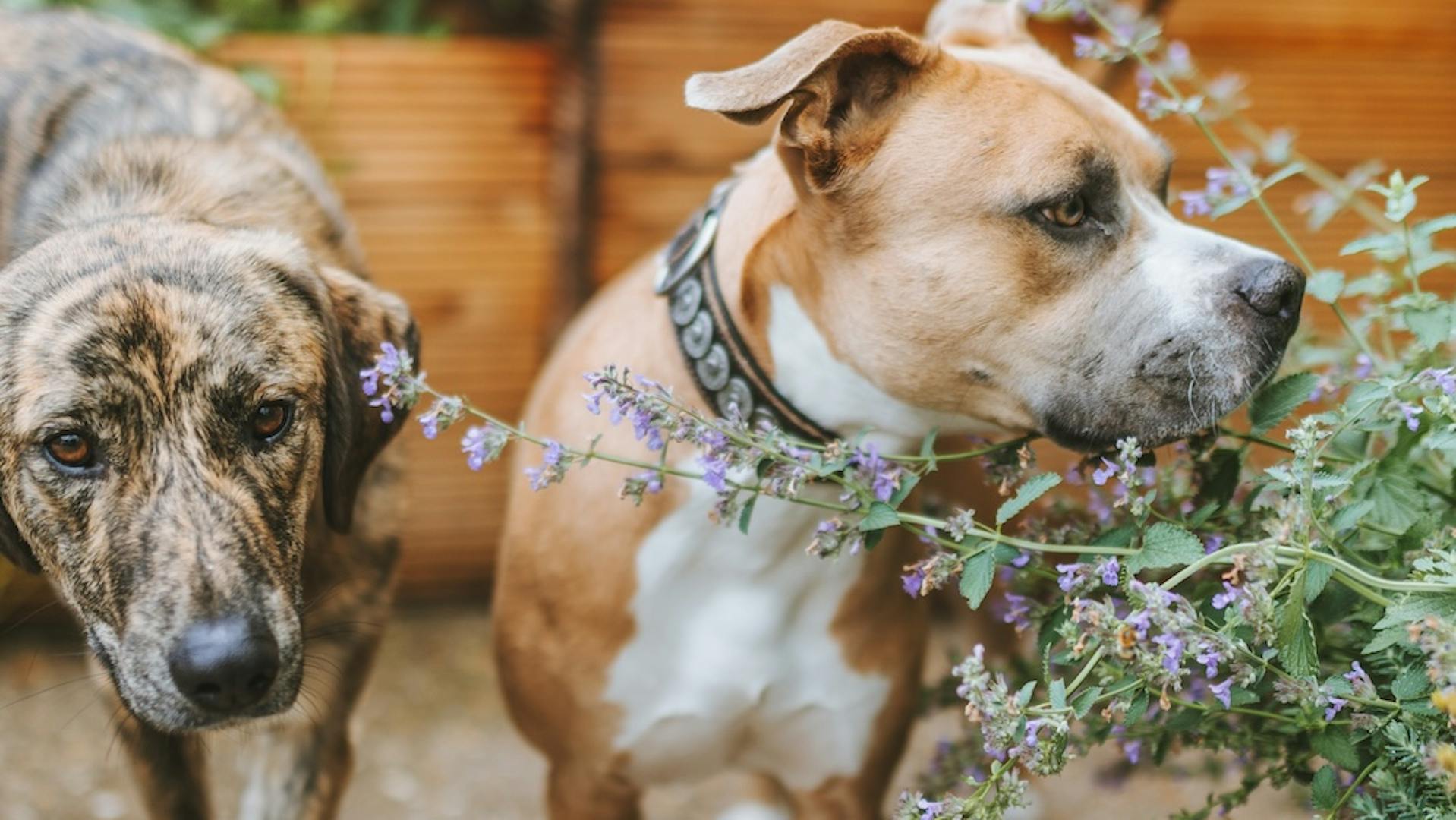 Henry und Ralphy Henry und Ralphy