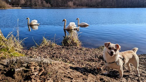 Judy mit Schwänen Judy mit Schwänen