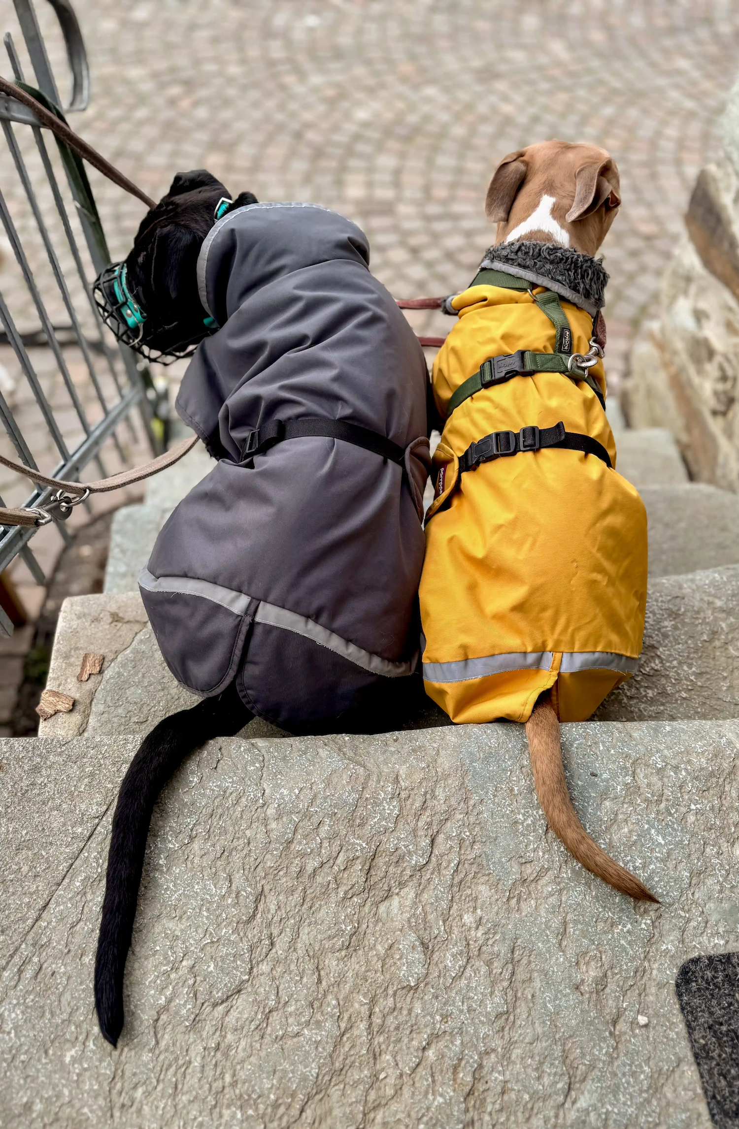 Dino und Ralphy mit Regenmantel