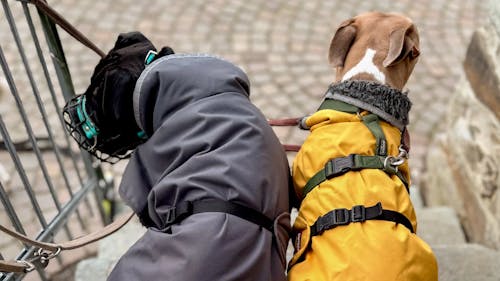 Dino und Ralphy mit Regenmantel Dino und Ralphy mit Regenmantel