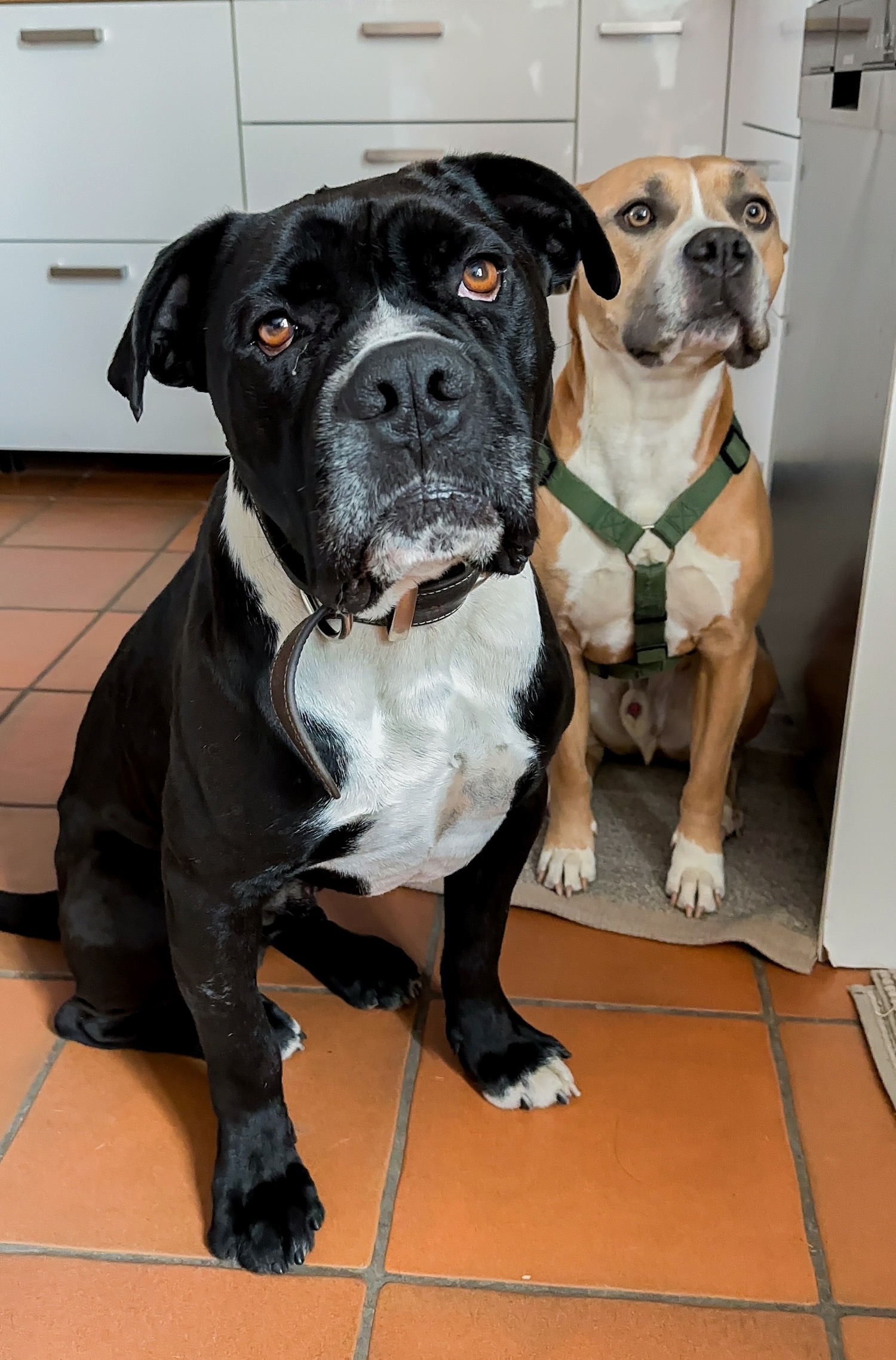 Ralphy und Dino sitzen nebeneinander