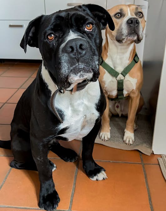 Ralphy und Dino sitzen nebeneinander Ralphy und Dino sitzen nebeneinander