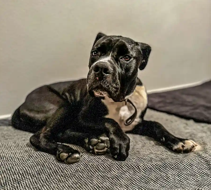 Dino liegt im Hundekörbchen