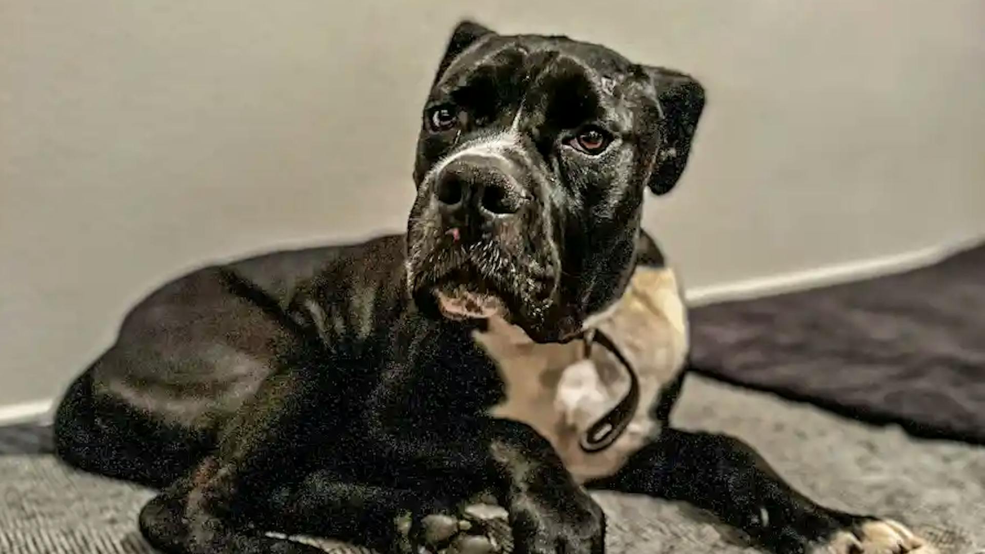 Dino liegt im Hundekörbchen Dino liegt im Hundekörbchen