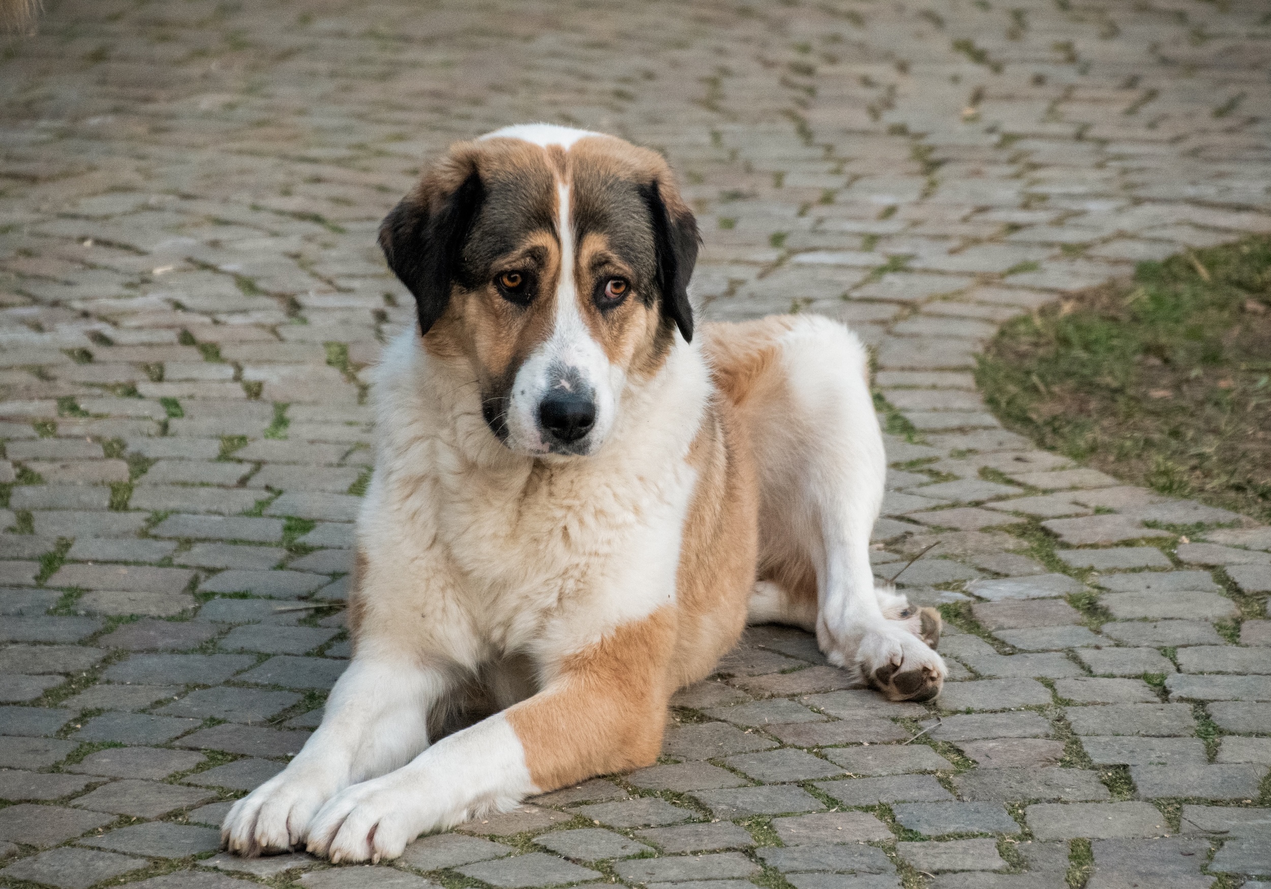 Frieda liegt auf Pflastersteinen