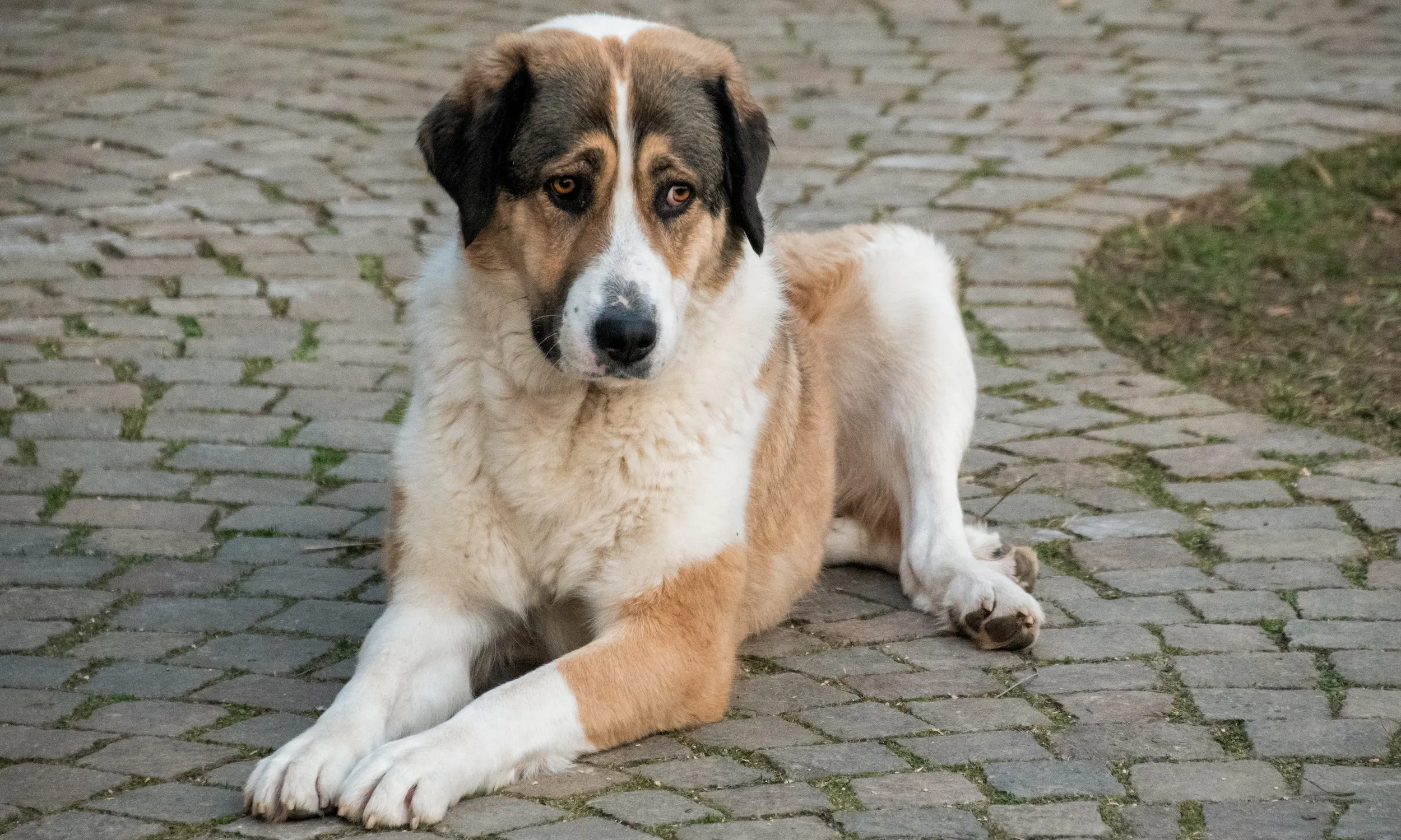 Frieda liegt auf Pflastersteinen