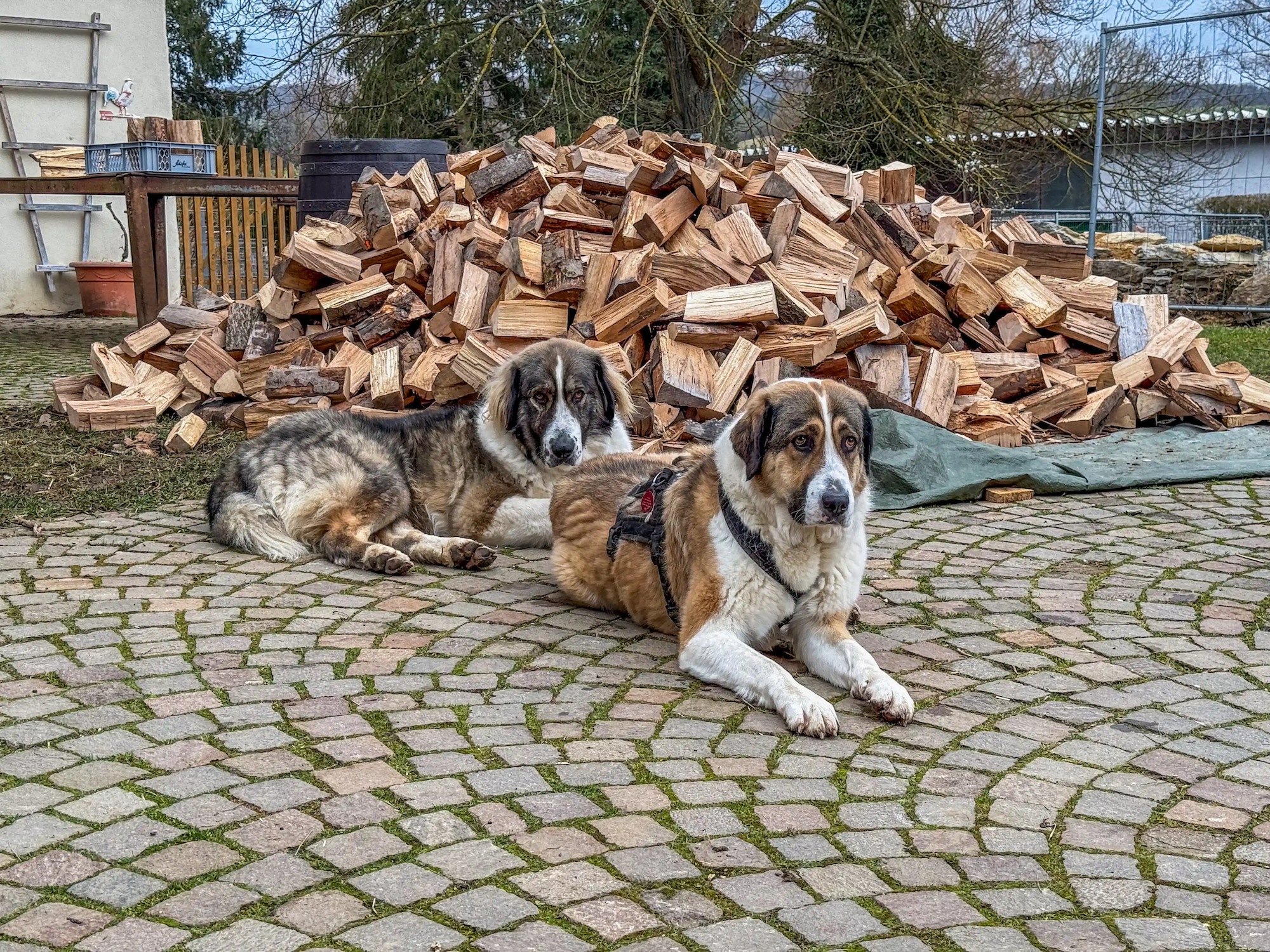 Frieda und Arnold liegen vor Holzhaufen
